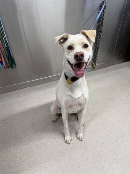 MAKO -  Labrador Retriever and Mixed Breed Dog for Adoption in Fairbanks, Alaska - MAKO | PetCurious