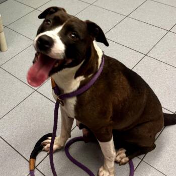 MamaCita -  Pit Bull Terrier Dog for Adoption in Buffalo, New York - MamaCita | PetCurious