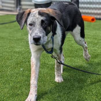 Parade -  Mixed Breed Dog for Adoption in Pittsburgh, Pennsylvania - Parade | PetCurious