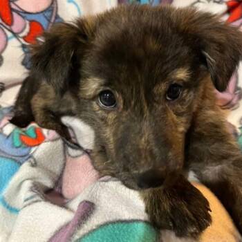 Morgan Wallen -  Mixed Breed Dog Available for Adoption in Nantucket, Massachusetts - Morgan Wallen | PetCurious
