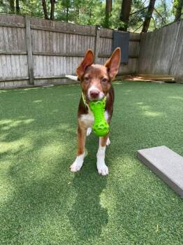 Moxie -  Mixed Breed Dog for Adoption in Pembroke, Massachusetts - Moxie | PetCurious