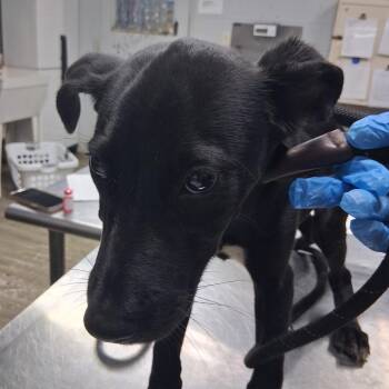 Tucker -  Shepherd Dog for Adoption in Summerville, South Carolina - Tucker | PetCurious