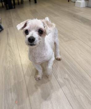 Rocco -  Maltese Dog for Adoption in Newport, Kentucky - Rocco | PetCurious