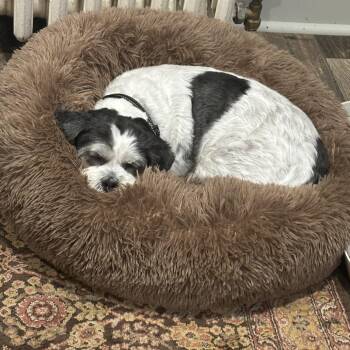 Cooper D71765 -  Shih Tzu and Bichon Frise Dog for Adoption in Minnetonka, Minnesota - Cooper D71765 | PetCurious