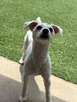 Ollie -  Bichon Frise Dog for Adoption in Madison, Georgia - Ollie | PetCurious