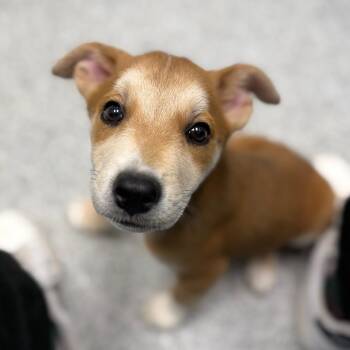 Mixed Breed Dogs Available for Adoption - Sasha | PetCurious