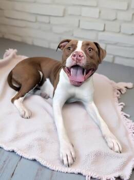 Pit Bull Terrier Dogs Available for Adoption in Pasadena, California - CINNAMON | PetCurious