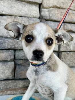 Flower -  French Bulldog and Dachshund Dog for Adoption in Yakima, Washington - Flower | PetCurious