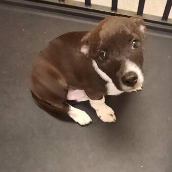 Garrett -  Shepherd Dog for Adoption in Birmingham, Alabama - Garrett | PetCurious