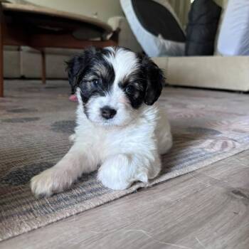 Emerald -  Cocker Spaniel and Chihuahua Dog for Adoption in Martinez, California - Emerald | PetCurious