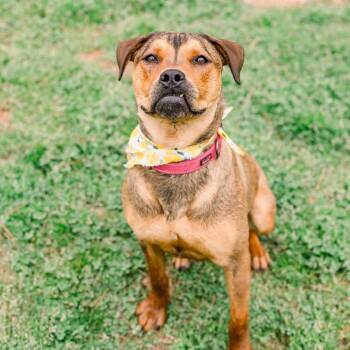 Figgy -  Mixed Breed Dog for Adoption in Newborn, Georgia - Figgy | PetCurious