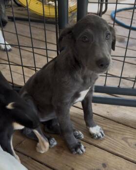 Gracie -  Mixed Breed Dog for Adoption in Longview, Texas - Gracie | PetCurious