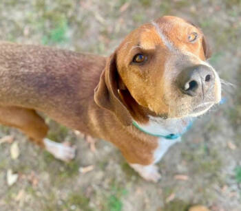 Rescue Coonhound and Hound Dogs for Adoption in Middletown, Connecticut - Rusty | PetCurious