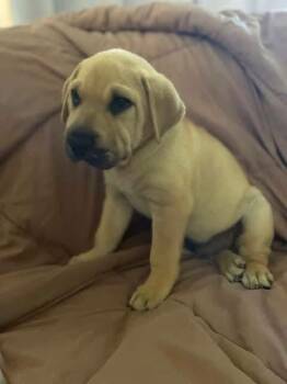 Buckshot -  Shar Pei Dog for Adoption in New London, Wisconsin - Buckshot | PetCurious