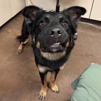 Macho -  Cattle Dog and German Shepherd Dog Dog for Adoption in Flagstaff, Arizona - Macho | PetCurious
