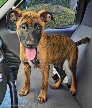 Gunnerman -  Belgian Shepherd Malinois Dog for Adoption in Franklin, Tennessee - Gunnerman | PetCurious