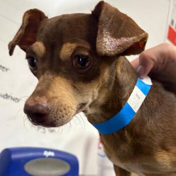 Churro -  Chihuahua Dog for Adoption in Yuma, Arizona - Churro | PetCurious