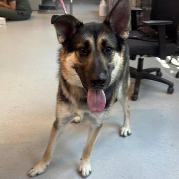 Jeff -  Mixed Breed Dog for Adoption in Huntington, West Virginia - Jeff | PetCurious