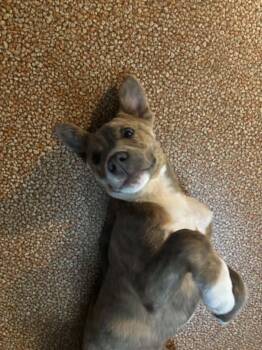 Chewy -  Australian Shepherd and Staffordshire Bull Terrier Dog for Adoption in Mechanicsburg, Pennsylvania - Chewy | PetCurious