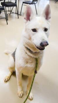 Conrad -  German Shepherd Dog Dog for Adoption in Des Moines, Iowa - Conrad | PetCurious