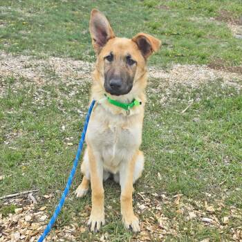 Mixed Breed Dogs Available for Adoption in Hailey, Idaho - Mags | PetCurious