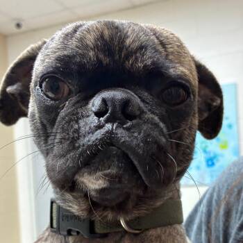 Pug Dogs Available for Adoption - Gup | PetCurious
