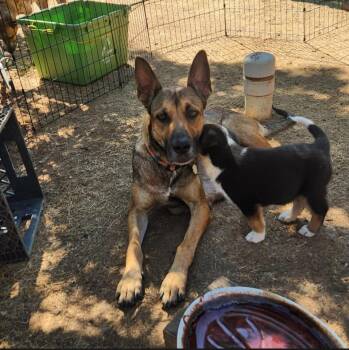Rescue German Shepherd Dog Dogs for Adoption in Sonora, California - Daria 0125 | PetCurious
