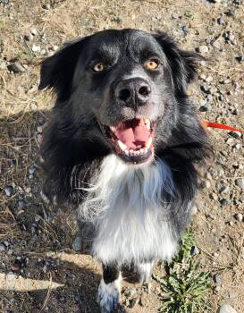 Panda -  Newfoundland Dog Dog for Adoption in Billings, Montana - Panda | PetCurious
