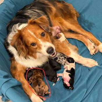 Shiloh 22707 -  Australian Shepherd and Mixed Breed Dog for Adoption in Cumming, Georgia - Shiloh 22707 | PetCurious