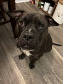 Wally -  Staffordshire Bull Terrier Dog for Adoption in Lockport, New York - Wally | PetCurious