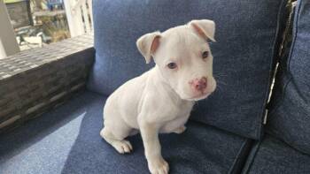 Pit Bull Terrier Dogs Available for Adoption - Woodstock   | PetCurious