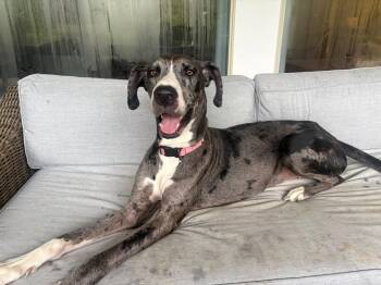 Daisy -  Great Dane Dog for Adoption in The Woodlands, Texas - Daisy | PetCurious