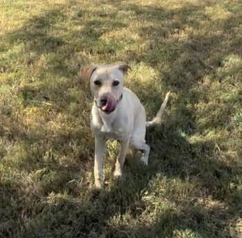 Dixondree / Pancha -  Labrador Retriever Dog for Adoption in Broomfield, Colorado - Dixondree / Pancha | PetCurious