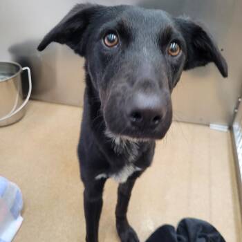 Mixed Breed Dogs Available for Adoption - Tubby | PetCurious