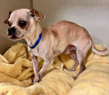 Chihuahua and Pug Dogs Available for Adoption - Snaggletooth | PetCurious