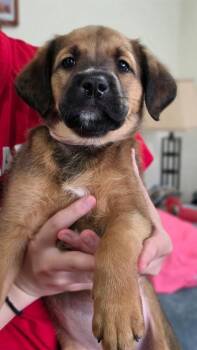 Cherry -  Mixed Breed Dog for Adoption in Lindenhurst, New York - Cherry | PetCurious