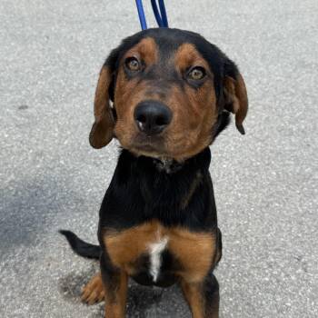 Larry Lobster -  Mixed Breed Dog for Adoption in Columbia, South Carolina - Larry Lobster | PetCurious