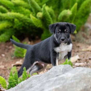 Galaxy Pup - Cluster -  Shepherd and Golden Retriever Dog for Adoption in San Diego, California - Galaxy Pup - Cluster | PetCurious