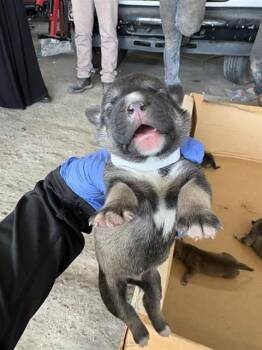 A660817 -  Labrador Retriever and Siberian Husky Dog for Adoption in Houston, Texas - A660817 | PetCurious