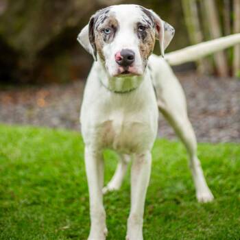 Rescue Mixed Breed Dogs for Adoption in Kailua-kona, Hawaii - Levi | PetCurious