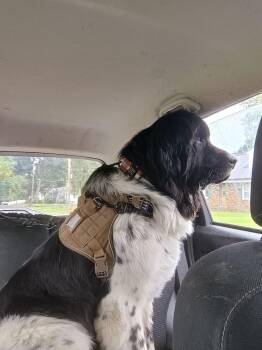 Cookie -  Newfoundland Dog Dog for Adoption in Ledyard, Connecticut - Cookie | PetCurious