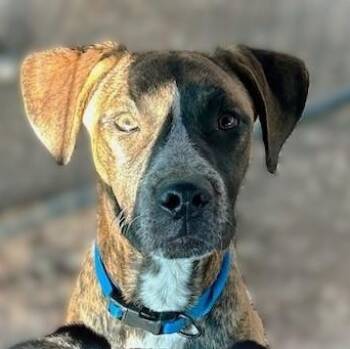 Rescue American Staffordshire Terrier and Australian Cattle Dog Blue Heeler Dogs for Adoption in Murrieta, California - ALEXX | PetCurious