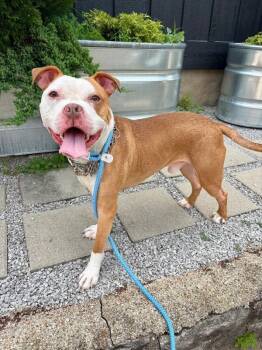Deebow -  Mixed Breed Dog for Adoption in Cincinnati, Ohio - Deebow | PetCurious