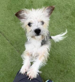 Silky Terrier Dogs Available for Adoption - Hendrix | PetCurious
