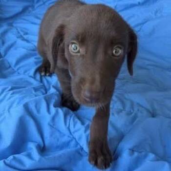 Yaritte -  Labrador Retriever and Mixed Breed Dog for Adoption - Yaritte | PetCurious