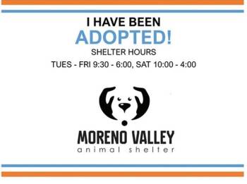 Cane Corso and Mixed Breed Dogs Available for Adoption in Moreno Valley, California - A550641 | PetCurious