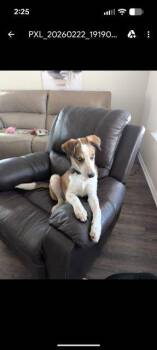 Ozzy -  Australian Shepherd Dog Available for Adoption in Fayetteville, Arkansas - Ozzy | PetCurious