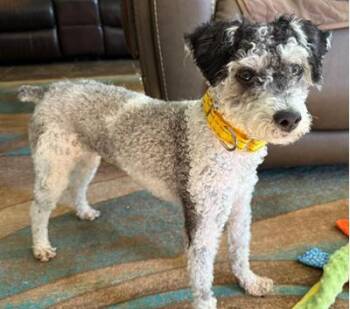 Ryder -  Schnoodle Dog for Adoption in Miamisburg, Ohio - Ryder | PetCurious