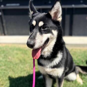 Poppy -  Shepherd and Husky Dog for Adoption in Concord, North Carolina - Poppy | PetCurious
