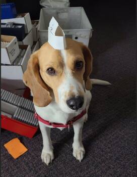 Peetie -  Beagle Dog for Adoption in Las Vegas, Nevada - Peetie | PetCurious